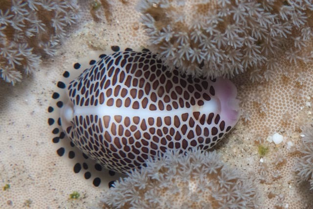 Common calpurnus