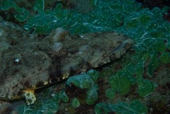 Papilloculiceps longiceps