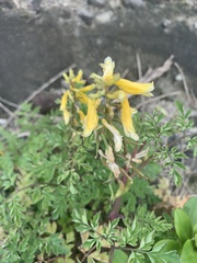 Corydalis formosana