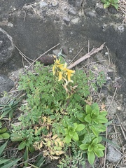 Corydalis formosana