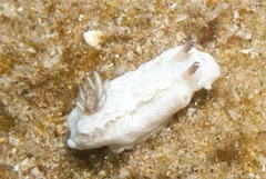 Doriprismatica paladentata