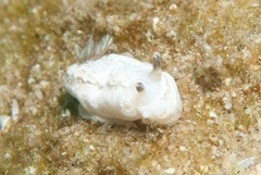 Doriprismatica paladentata