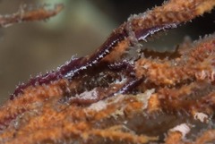 Pleurolidia juliae
