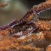 Pleurolidia juliae