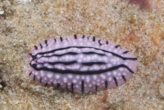 Phyllidiopsis gemmata