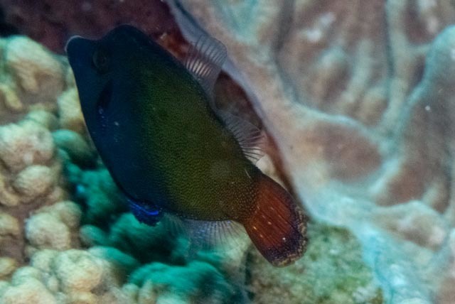 Blackbar Filefish