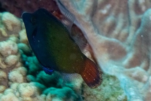 Blackbar Filefish