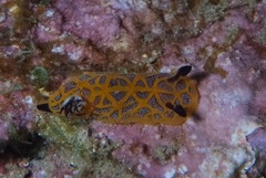 Halgerda indotessellata