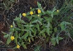 Melhania oblongifolia