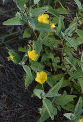 Melhania oblongifolia