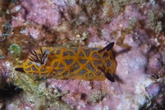 Halgerda indotessellata