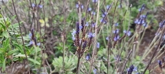 Lavandula buchii image