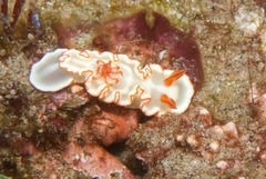 Ardeadoris symmetrica