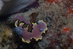 Glossodoris bonwanga