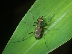 Cicindelina