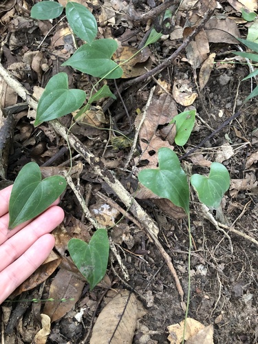 Dioscorea cotinifolia (Dioscorea cotinifolia)