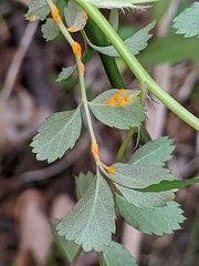 Phragmidium rosae-multiflorae