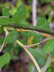 Phragmidium rosae-multiflorae