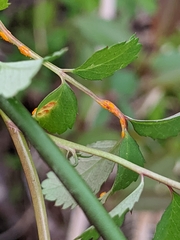 Phragmidium rosae-multiflorae