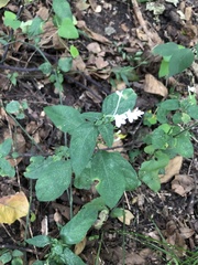 Rhinacanthus gracilis latilabiatus