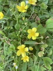 Lysimachia remota