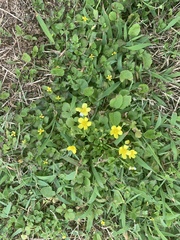 Lysimachia remota