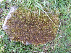 Rhynchostegium murale