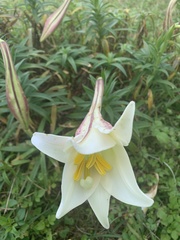 Lilium longiflorum scabrum