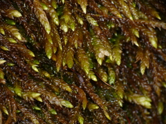 Rhynchostegium murale