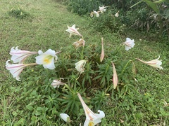 Lilium longiflorum scabrum
