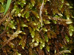 Rhynchostegium murale