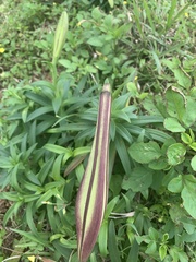 Lilium longiflorum scabrum