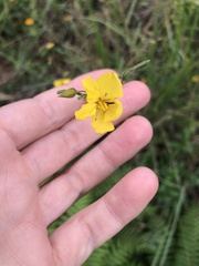 Chamaecrista plumosa
