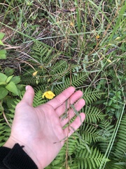 Chamaecrista plumosa