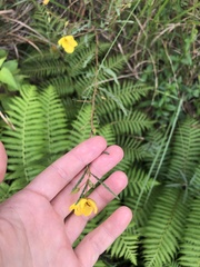 Chamaecrista plumosa