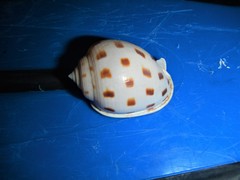 Semicassis bisulcata