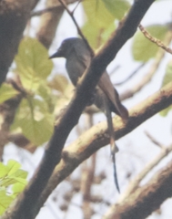 Dicrurus leucophaeus