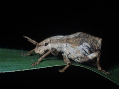Episomus chinensis
