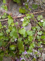 Cymbalaria muralis