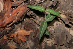 Leichhardtia coronata