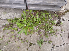 Cymbalaria muralis