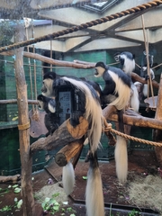 Colobus