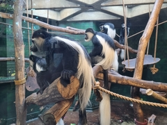 Colobus