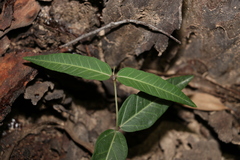 Leichhardtia coronata