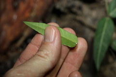 Leichhardtia coronata