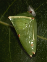 Euthalia aconthea