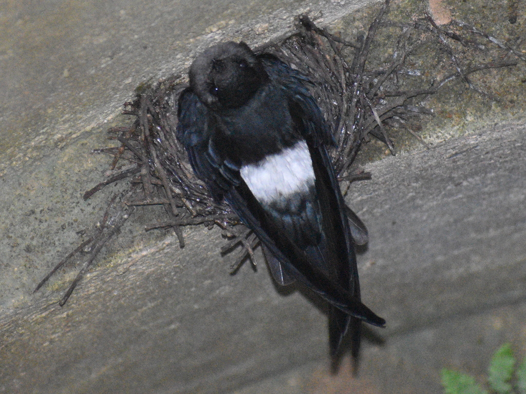 White-rumped Spinetail photo