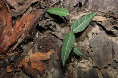 Leichhardtia coronata