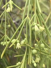 Plocama pendula image