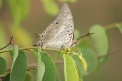 Charaxes solon